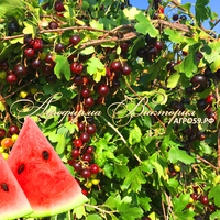 Смородина золотистая АРБУЗНАЯ РАННЯЯ (Россия) (КРУПНОМЕР! ОГРОМНЫЙ КУСТ, УРОЖАЙ В ГОД ПОСАДКИ) Смородина золотистая АРБУЗНАЯ РАННЯЯ (Россия) (КРУПНОМЕР! ОГРОМНЫЙ КУСТ, УРОЖАЙ В ГОД ПОСАДКИ)